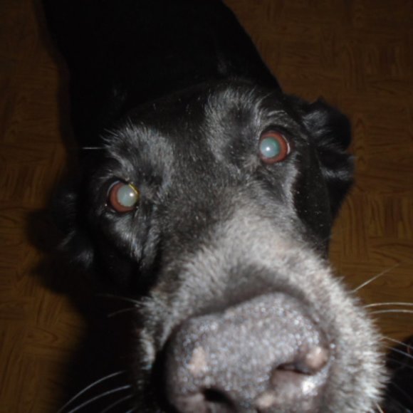 Meet your Posher, Labrador - Picture 6 of 16